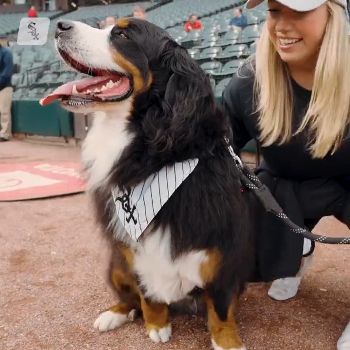 the goodest pups you've ever seen #WhiteSox x TitosVodka