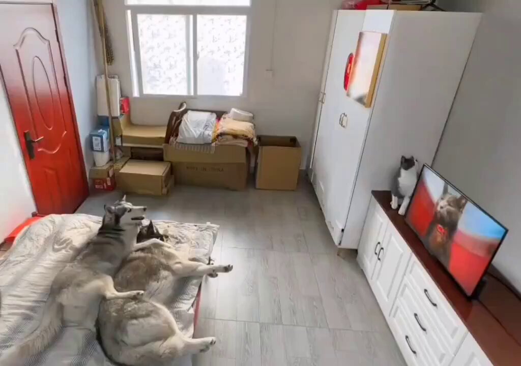Cats are agents of chaos..😅