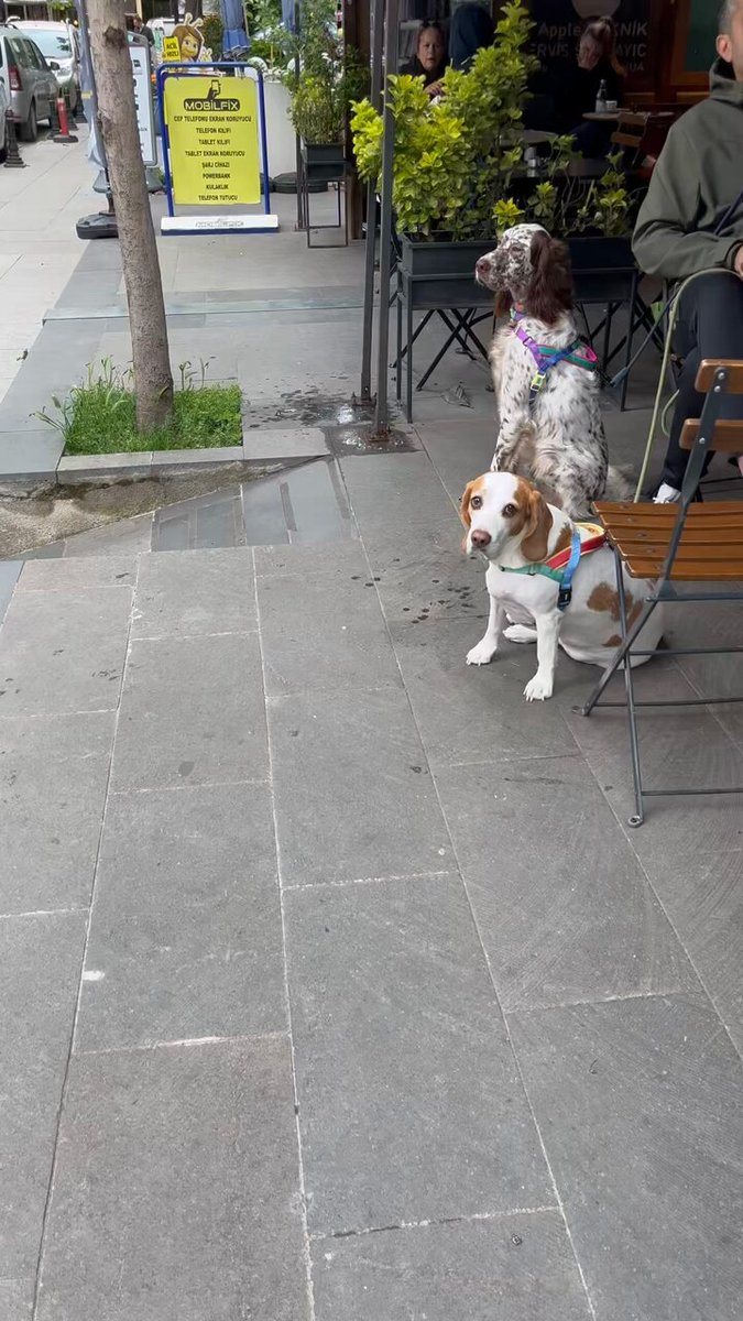 Evde otur otur yuva bulunmuyo, boy göstermeye çıktık