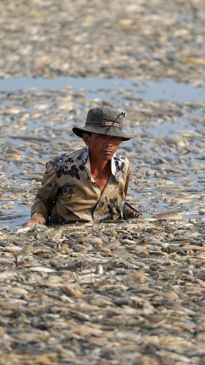 VIDEO: 🇻🇳 Mass fish die-off in Vietnam as heatwave hits Southeast Asia Hundreds of thousands of fish have died in a reservoir in the southern province of Dong Nai, with locals and media reports suggesting a brutal heatwave and the lake's management are to blame #AFPVertical