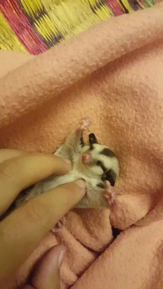 Baby Sugar Glider 😍