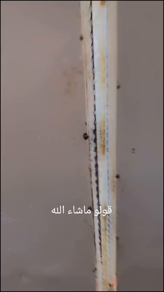 طفله عراقيه تخطف الانظار بجمالها وهي تعزم جارها لعشاء حنا مسوين عشاء بس ماتجون كلكم بس امك مسوين عشاء على قدها ❤️😂