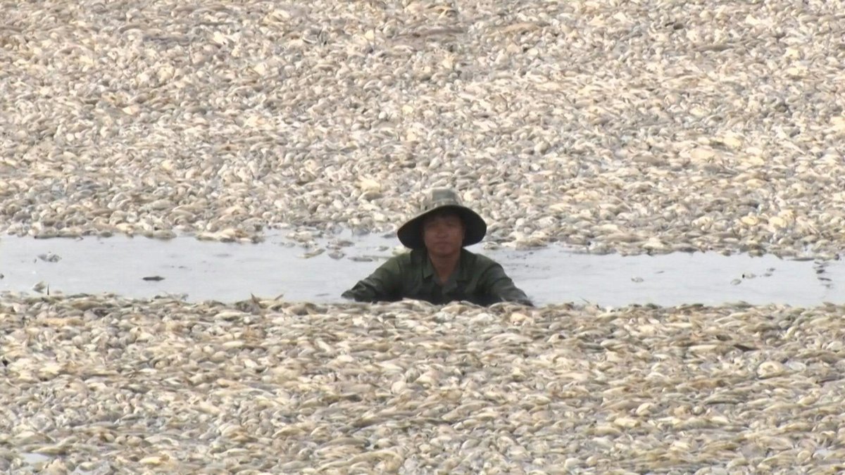 VIDEO: Hundreds of thousands of fish have died in a reservoir in southern Vietnam's Dong Nai province, with locals and media reports suggesting a brutal heatwave and the lake's management are to blame.