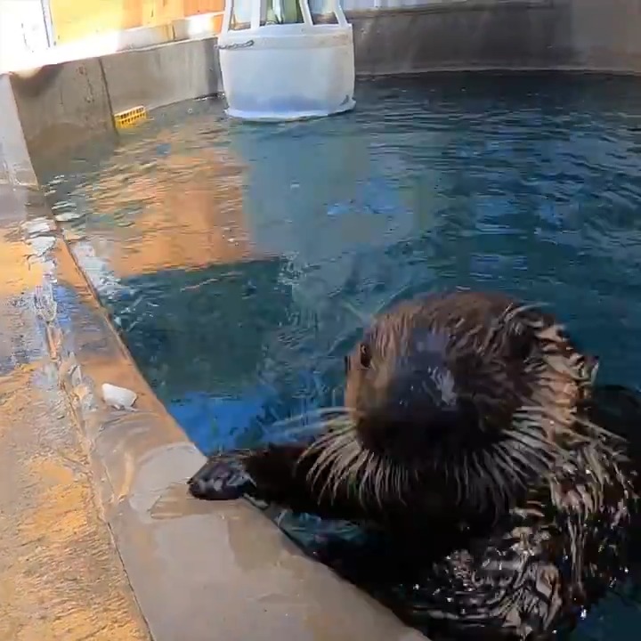 Happy otterversary Sushi! This lil water weasel joined our sea otter family 5 years ago today, after being found as an orphan and rescued by #MontereyBayAquarium
