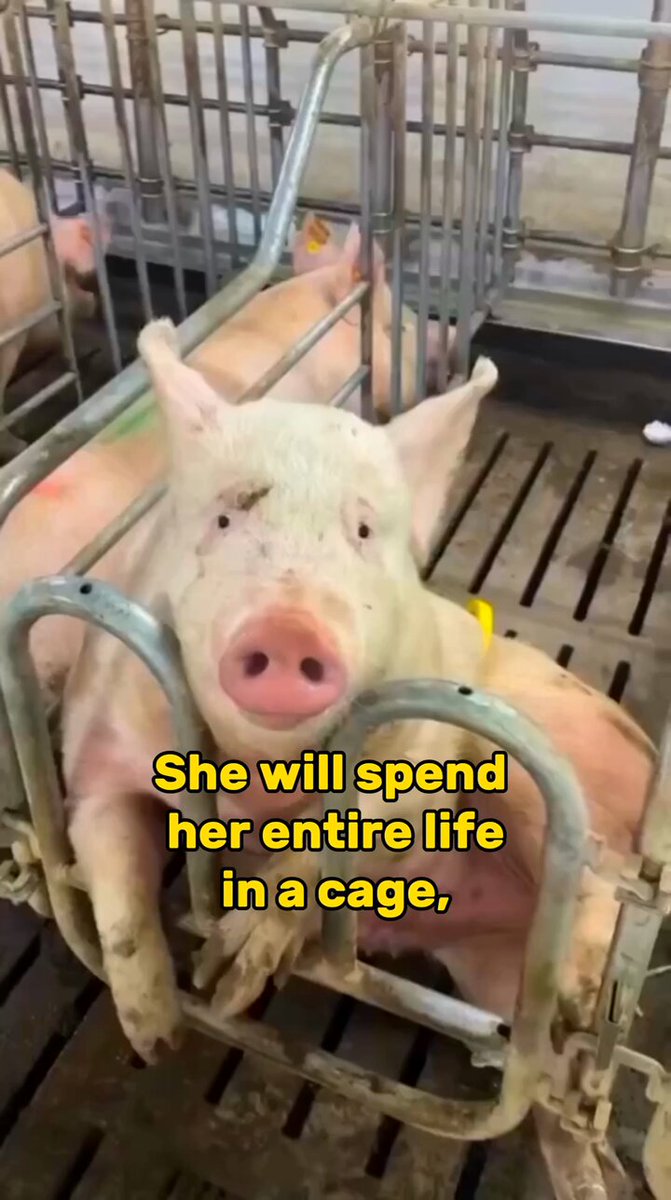 The lives of mother pigs on farms are sheer torment from birth until their brutal slaughter. Pigs are sentient beings, not mere breeding machines or slabs of flesh. They deserve compassion and respect. Go vegan: