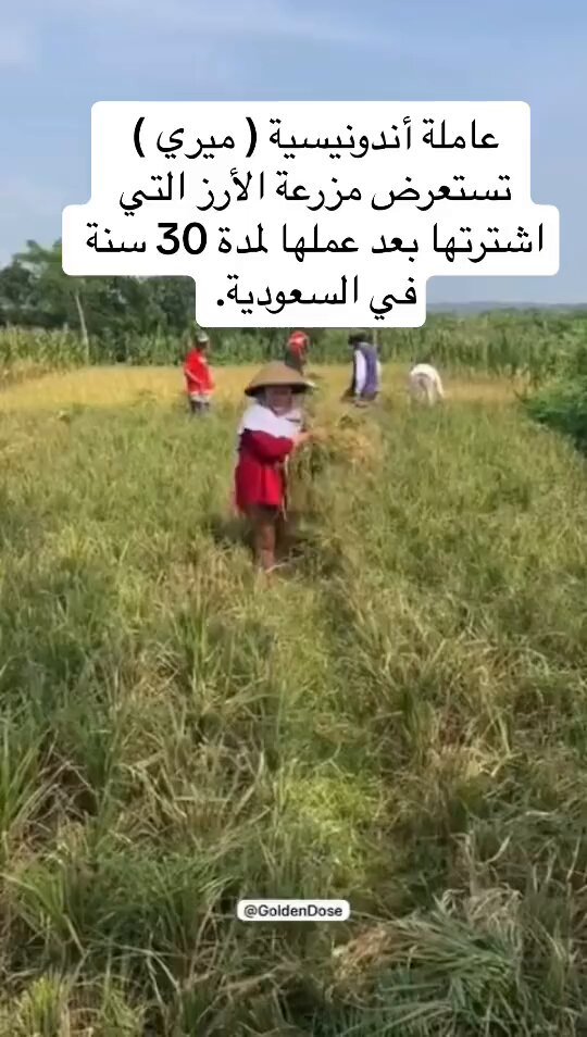 عاملة اندونيسية بسيطة اشتغلت في المملكة 30 سنة واشترت مزرعة بجهدها وتعبر بالمقطع عن فرحتها الله يباركها ثم تتحدث عن السعودية بكل حب وامتنان .. مثلها الطيبين كثير ولكن ياليت "بعض" اللي فتحت لهم المملكة ابواب الرزق يتعلم منها ..