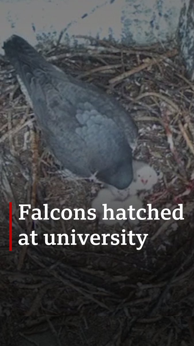 Four peregrine falcon chicks have hatched in a tower at the University of Glasgow. Read more here ➡️