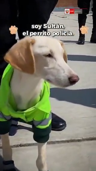 🐶 Mi nombre es SULTÁN y estuve viviendo en las calles hasta que me acogieron mis amigos de la Policía Nacional del Perú, ahora, junto a ellos, patrullo las calles para fortalecer la seguridad de todos mis vecinos.