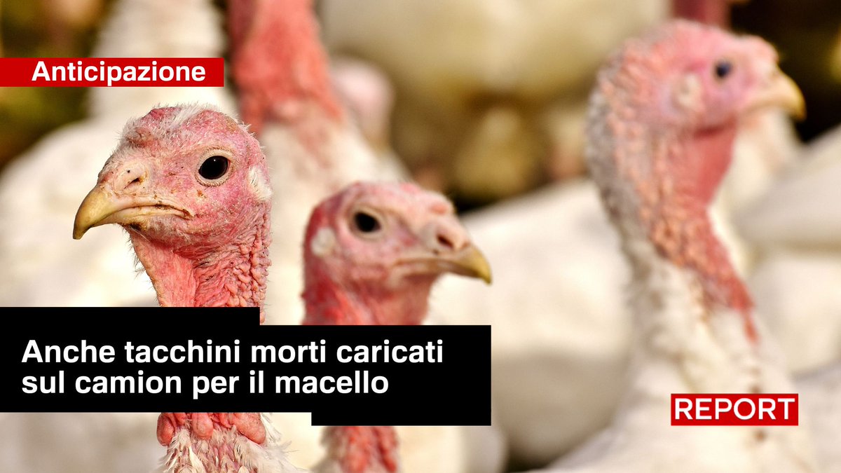 Lavoratori in nero, pagati a bilico. In queste condizioni sono vittime sia i lavoratori, che i tacchini, caricati sul camion per il macello senza alcuna cura del benessere animale. L'investigatore di @foodforprofit di Giulia Innocenzi e Pablo D'Ambrosi stasera alle 20.55 su #Rai3