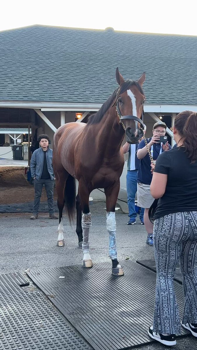 Bath time for your 2024 Kentucky Derby winner Mystik Dan! 🫧