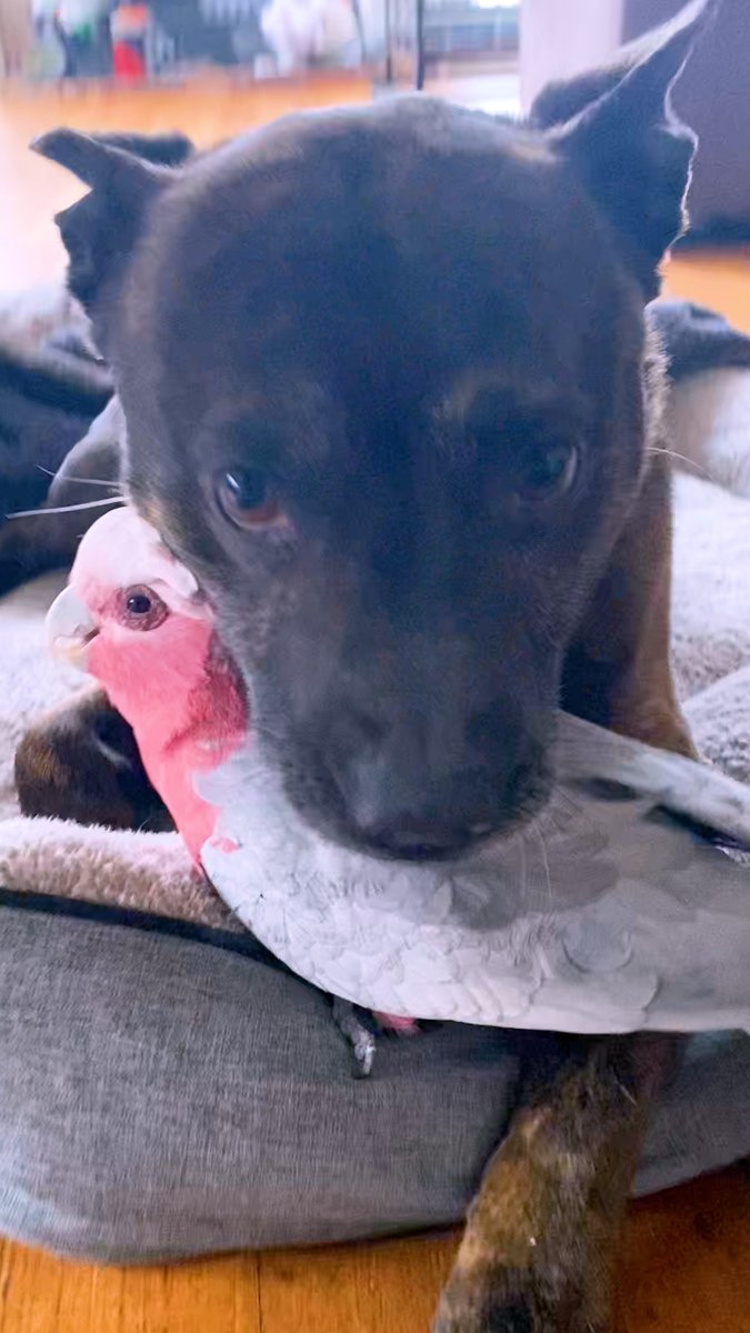 Dog finds an injured parrot, who becomes obsessed with him and follows him around for cuddles. We talked with their mom, Charlotte, about how heartbroken they both were when the parrot flew away, and the amazing thing that happened a few weeks later 💙