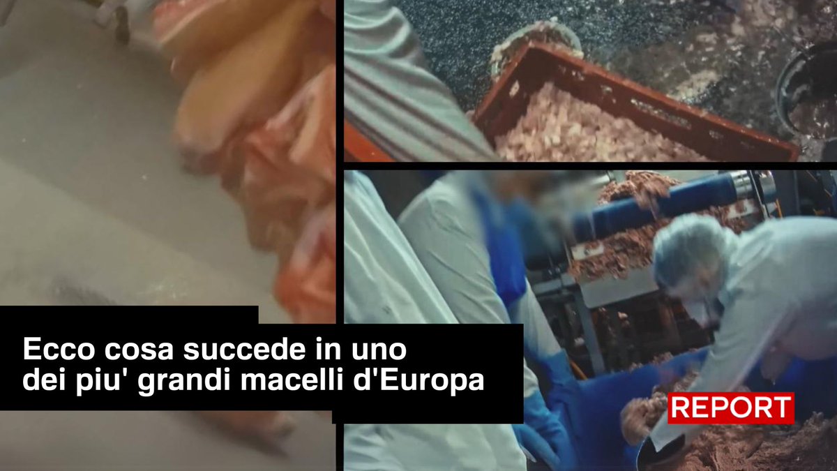 In uno dei più grandi macelli d'Europa, che si trova in Germania, guai ad andare in malattia, perché altrimenti si viene lasciati a casa. L'operaio di Food For Profit aveva con sé una telecamera nascosta