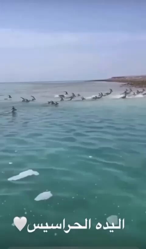 جدة الحراسيس بسلطنة عمان