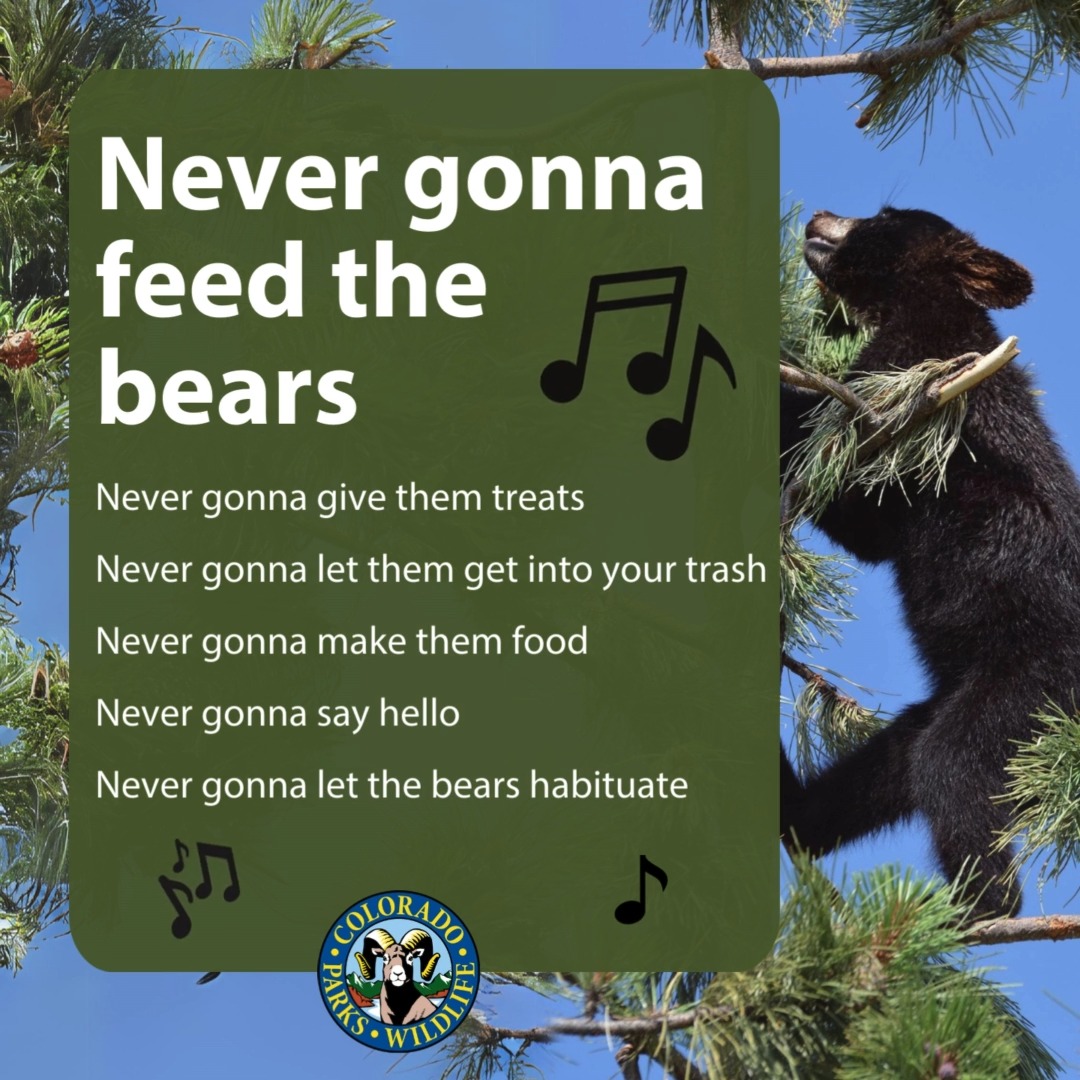 NEVER GONNA FEED THE BEARS 🎵 Repeat it with us - NEVER GONNA FEED THE BEARS 🎵 If you're not listening to this with the sound on, you're missing out. Make it to the end for an extra message 🐻