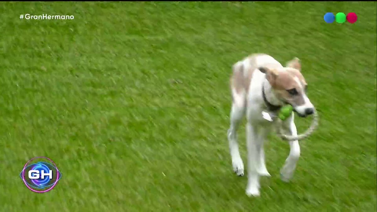 Todos aman a Arturo y él está feliz en la casa 🐕 👉🏼Seguí el minuto a minuto en y viví #GranHermano gratis las 24hs en DIRECTV LatinAmerica y DGO