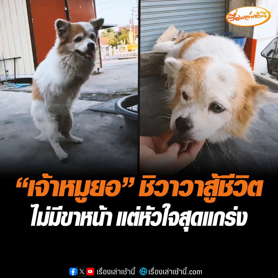 เจอแล้ว “เจ้าหมูยอ” ชิวาวาสู้ชีวิต อายุ 10 ขวบ เจ้าของเผยน้องถูกรถไฟทับเมื่อ 8 ปีที่แล้ว ซึ่งก็ยังคงดูแลเรื่อยมา เผยสาเหตุที่ไม่ใส่วีลแชร์ เพราะหมอบอกใส่แล้วอันตราย อ่านข่าว : #เรื่องเล่าเช้านี้ #ข่าวช่อง3 #ข่าวภูมิภาค #บุรีรัมย์
