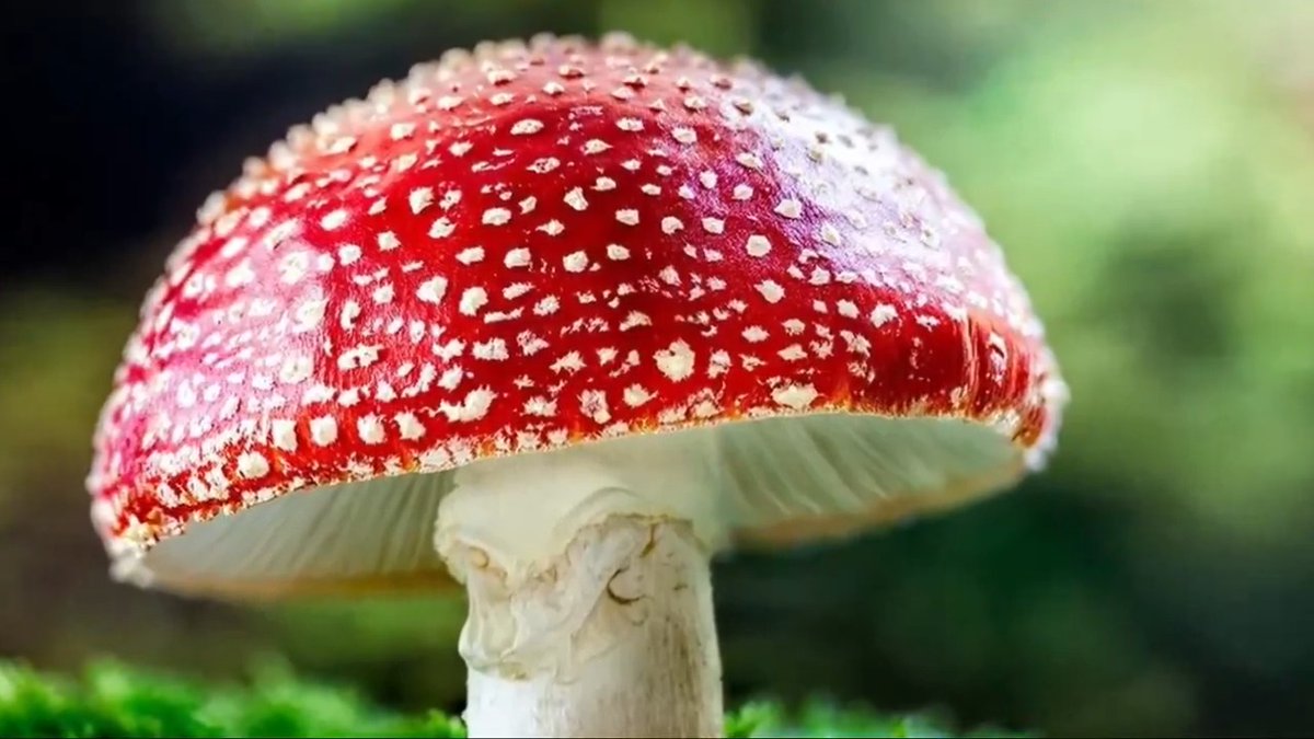 Magic mushroom edibles made with Amanita muscaria are on the rise thanks to a legal gray area. Meet the entrepreneurs bringing hallucinogenic treats to a smoke shop—or mailbox—near you.