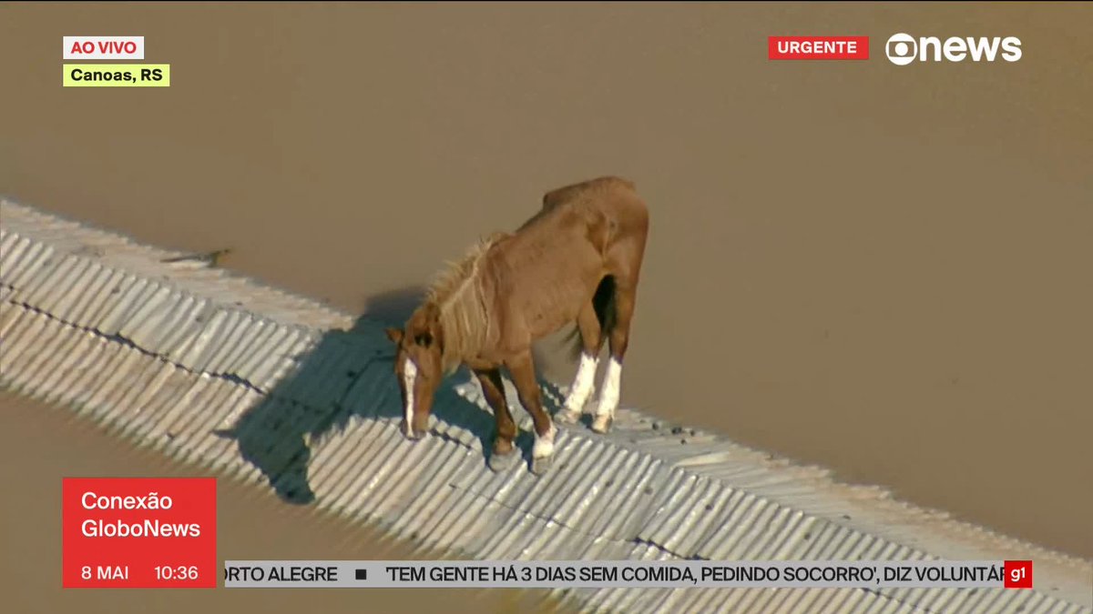 [AHORA] Por las inundaciones en Brasil, un caballo terminó arriba de un tejado.