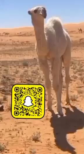 السلام عليكم ورحمة الله وبركاته كما وعدتكم سابقاً بالتقصي وتبيان الحقيقة حول ماحدث * بدايةً وصلني تصوير لبكره طيبه منسوبه لبعيري العاصي ولد عليان الحيسوني تواصلت مع صاحبها الاخ ابوحمود العطوي وأكد لي ان هذه الصورة للبكره وامها من ابله وانتاج على بعيري وايضاً أكد على كلامه الاخ ابوفايز مرفق مقطع صوتي انه يذكر يوم انه ضرب على بعيري وان سومها وصل 370 على الاخ علي عبدالله الدوسري مرفق مقطع صوتي وقد شار عليه احد اهل النظر بان بكرتك تسوى فوق 700 ومرفق كلامه نشرتها وجاني اتصالات للشراء وارسلت لهم رقم صاحبها وتواصلوا معه بعد يوم وبلغهم انه باعها وتواصلت معه واخبرني بالبيع ونشرت خبر البيع المشكلة حدثت عندما ظهر مقطع لقعود في مراح احد الملاك بنفس الصورة المنشورة للبكره تواصلت مع العطوي للتاكد واكد لي انها صورة بكرته وايضا بعض الشهود اكدوا على علمهم بوقت الضراب وايضا بتطور البكره لكن ماينفي الادعاء للقعود وينسب البكره هو المقطع المرسل لنا بصوته وبصورة البكره المرفق وهذا اثبات لما حصل من لبس فانني اربأ بنفسي عن المهاترات في وسائل التواصل خصوصا ان جميع الاطراف المعنيين موجودين ويتحدثون أصالة عن انفسهم فيما يخصني متى مارغبوا بتحليل للبعير فأنا مستعد بتقديم التحليل وهنا انتهى دوري في هذا الشأن واعتذر عن التطرق له مستقبلا والله ولي التوفيق