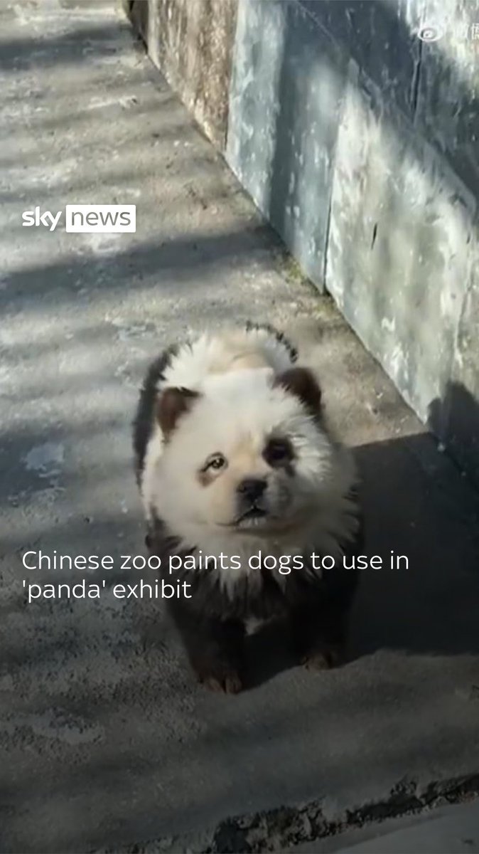 A Chinese zoo is under fire after dyeing dogs black and white for its 'panda' exhibit. Read more on this story: