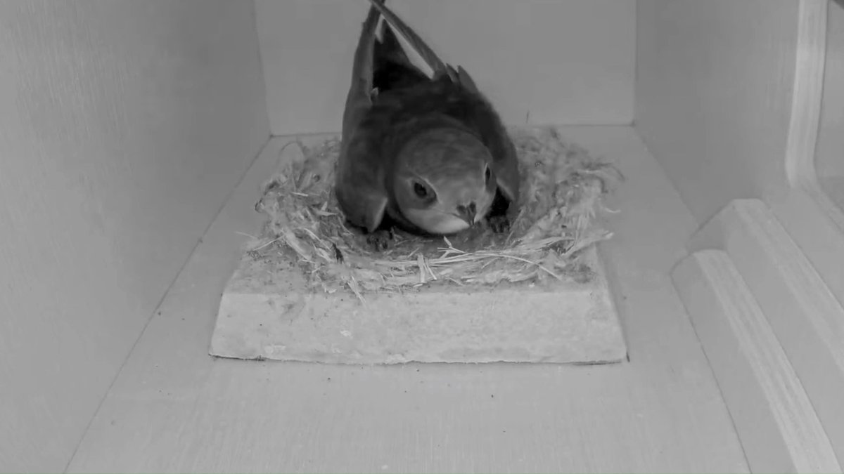 Introducing: Mart the Swift 😍 He's just landed back in the UK. Over the years, Mart has raised 18 chicks, endured heavy rain, heatwaves, multiple takeover attempts &amp; a visit from a curious bat. This year, we've popped a shiny new camera into his swift box 👇 #SwiftStories