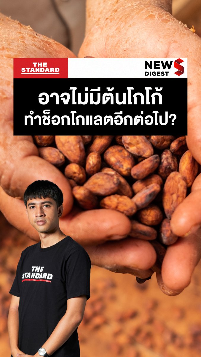 ภาวะโลกร้อนทำตลาดโกโก้ผันผวน และในอนาคตโลกอาจไม่มีต้นโกโก้ไว้ทำช็อกโกแลตอีกต่อไป #TheStandardNews