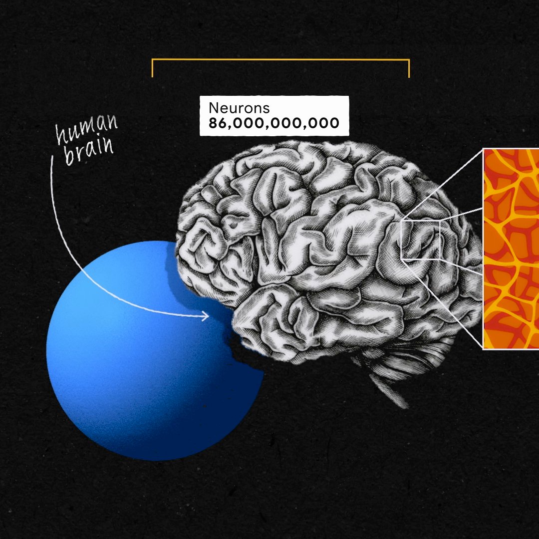 What if we could decode the mysteries of how we think? 🧐 New research from our Connectomics team and Harvard University University reveals surprising new insights about our human brain, using scientific imaging and our advanced AI algorithms. Learn more →