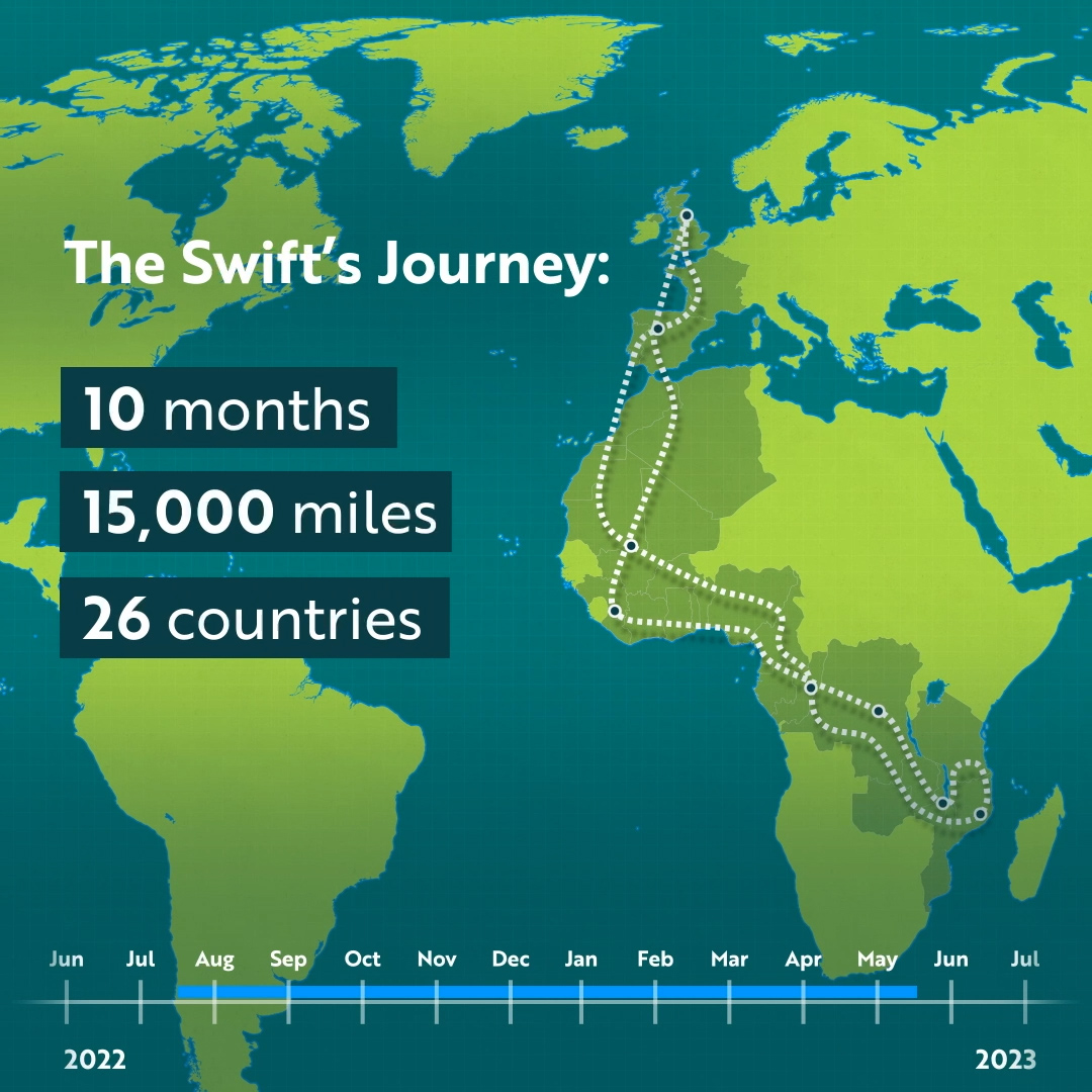It's #WorldMigratoryBirdDay! 🐦 Each year our amazing migratory birds travel thousands of miles - connecting continents &amp; relying on insects to fuel their epic travels. Follow the fascinating journey of the Swift in our map below 👇