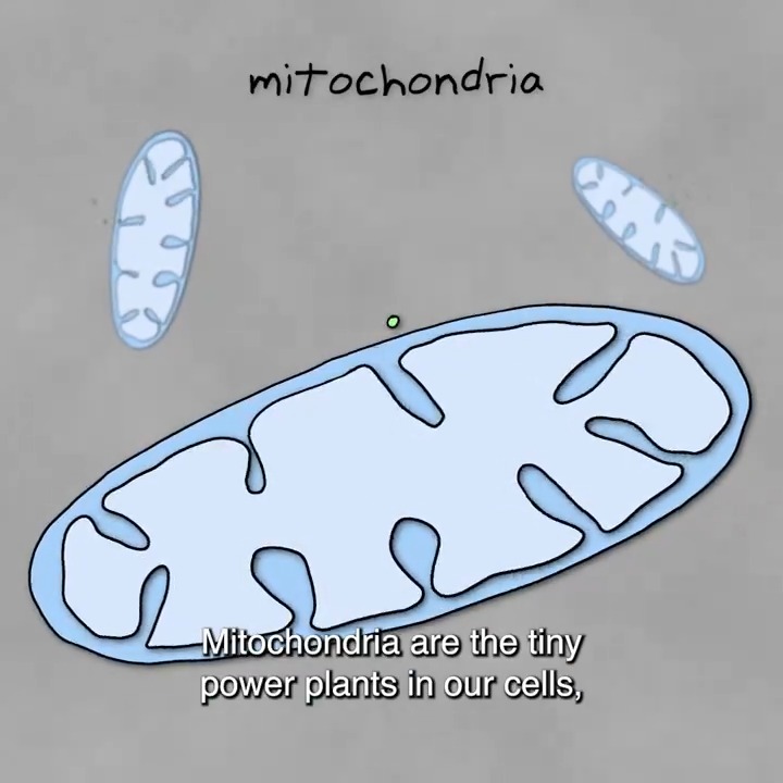 Research reveals how mitochondria and the cell nucleus coordinate to create proteins