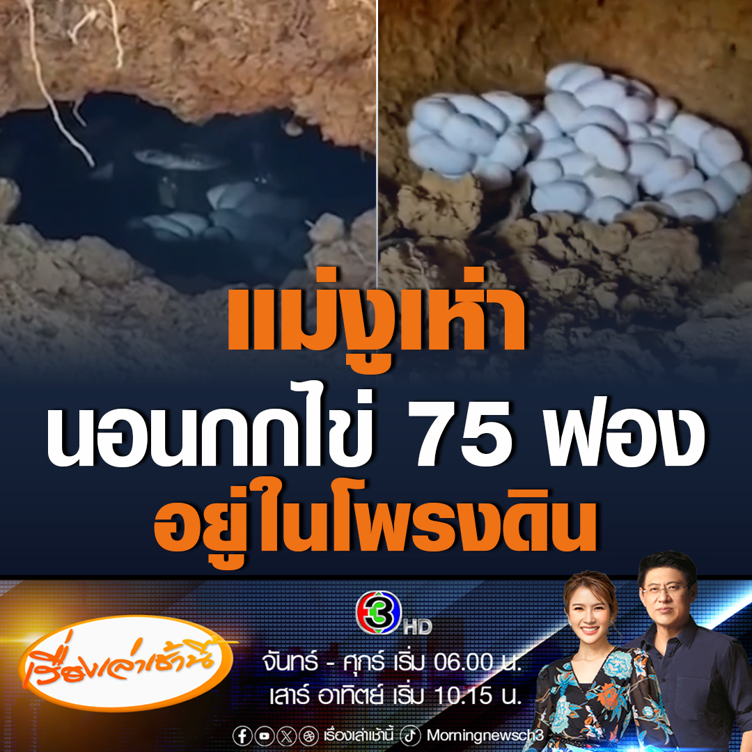 #เรื่องเล่าเช้านี้ ขนลุก! เจ้าของสวนทุเรียนจะไปรดน้ำ เจองูเห่าโผล่หัวออกมา ก่อนจะกลับไปในโพรงดิน พบ 3 แม่งูเห่า นอนกกไข่ 3 กอง นับรวมกันได้ 75 ฟอง #ข่าวช่อง3 #ข่าวสังคม #งูเห่ากกไข่