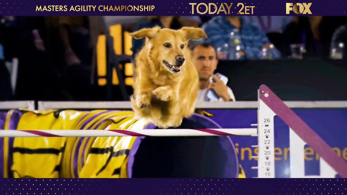 The #WestminsterDogShow returns today on FOX! Tune in to the 11th Annual Masters Agility Championship at 2:00 PM ET on FOX 🐶