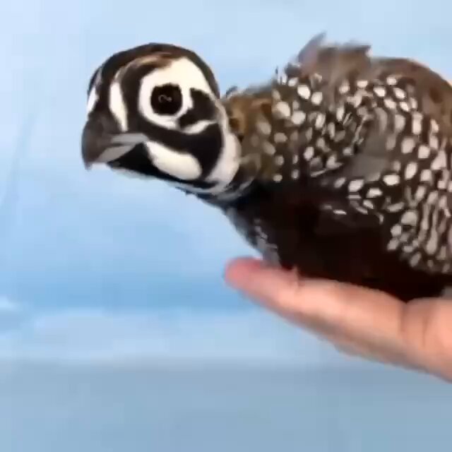 すべての鳥は視覚安定化装置を 備えている 飛行中の翼の 羽ばたきによって生じる 体の上下運動を補正するため🐦🤔