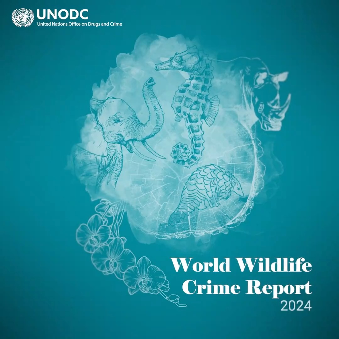 🐘 The 𝐖𝐨𝐫𝐥𝐝 𝐖𝐢𝐥𝐝𝐥𝐢𝐟𝐞 𝐂𝐫𝐢𝐦𝐞 𝐑𝐞𝐩𝐨𝐫𝐭 𝟮𝟬𝟮𝟰 is now available. Discover recent trends in the illicit trafficking of protected species of wild fauna and flora, and explore effective interventions to #EndWildlifeCrime ➡️