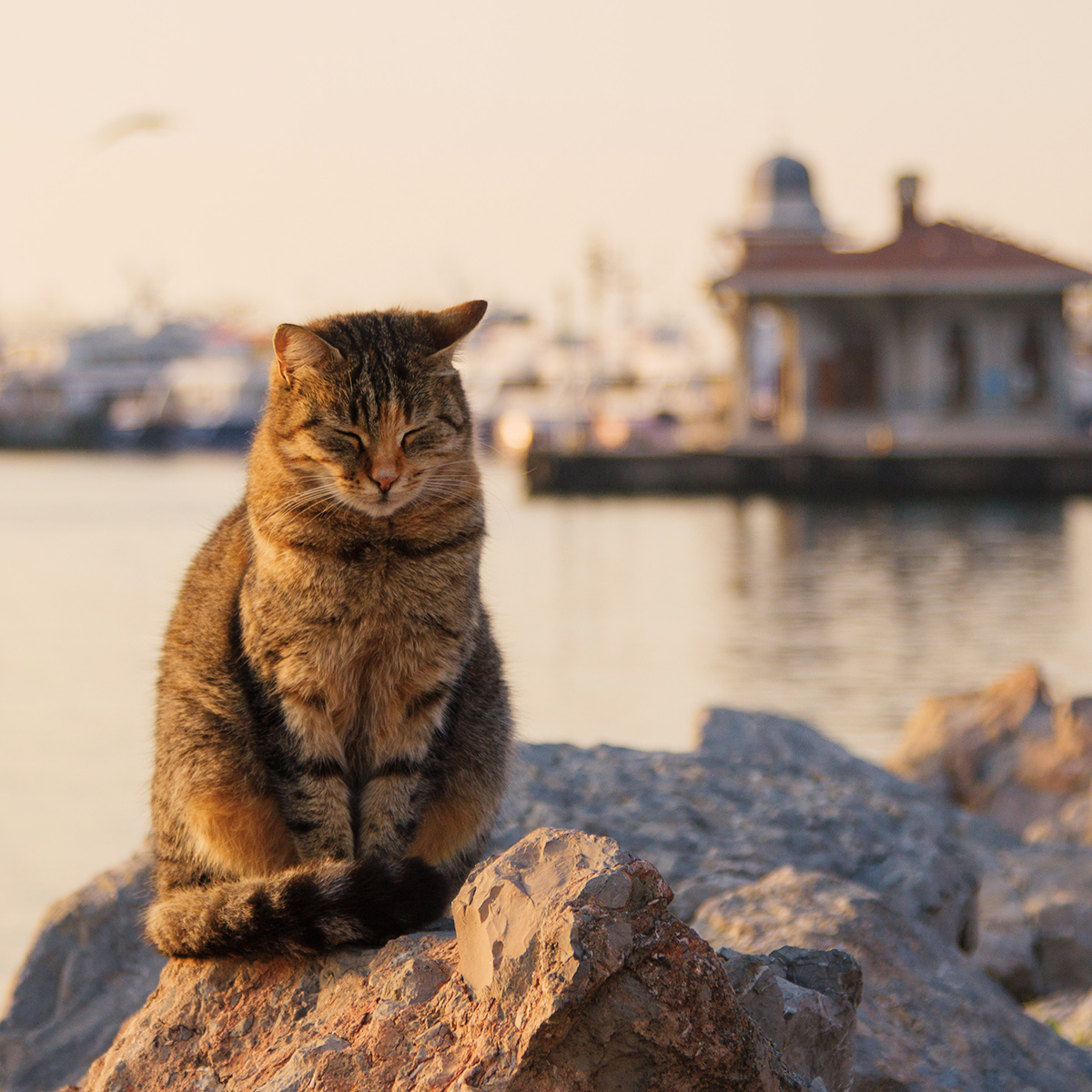 ✈️ The Sweetest of Hosts: The Cats of İstanbul! Visit our blog page to learn more about our loving friends who will accompany you on every corner with their sweetness and hospitality. #TurkishAirlines