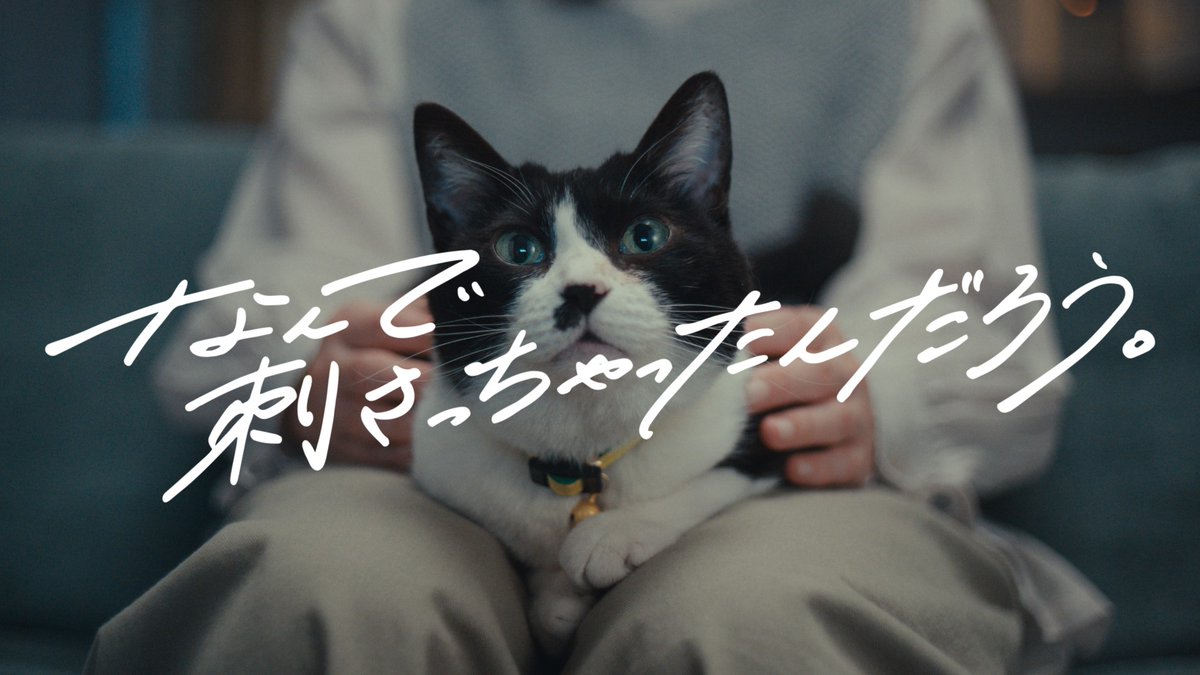 オーディション番組に 刺さっちゃった３匹の猫の物語です。 #ソイとエスプレッソ
