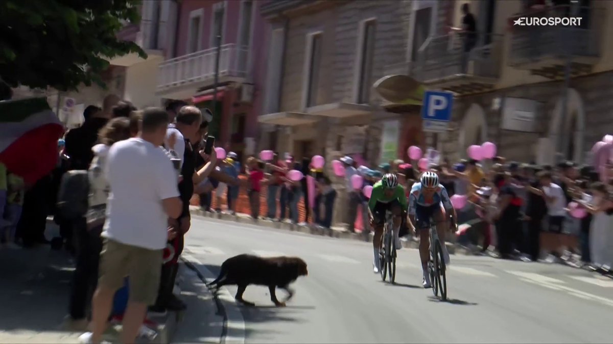🐶 ¡A punto de liarla un perro en el pelotón! No se puede ir a ver el ciclismo y tener a los animales sueltos... #GirodItalia | #LaCasadelCiclismo