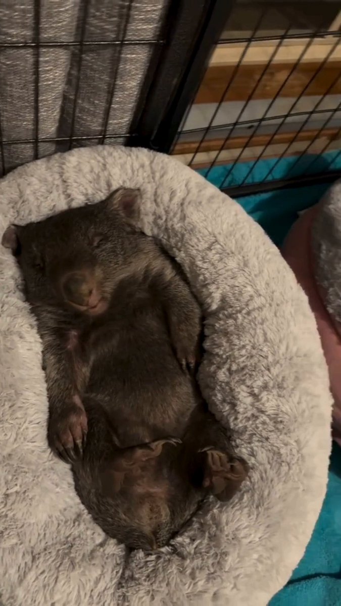 When it's only Wednesday but you're ready for the weekend sleep-in. 😴 Happy #WombatWednesday! Wombats love a good sleep. They can spend up to around 16 hours a day snoozing. 📹 | Wombat Rescue