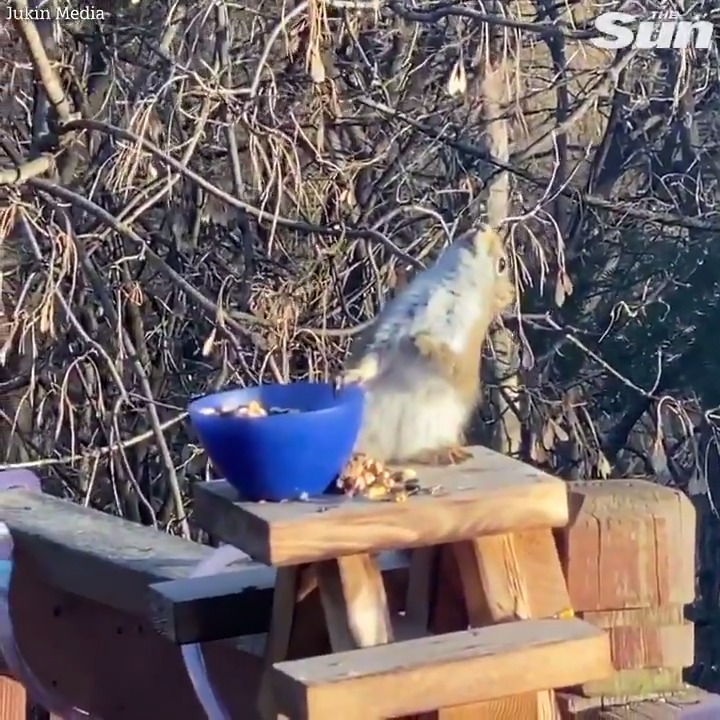 米国ミネソタ州で撮影された、酒に酔ってあやうく倒れそうになったリスの動画。ピクニックの食べ残しに洋梨があり、その果汁が発酵したものをリスが口にしてしまったため。洋梨の皮に付いている酵母が果汁のブドウ糖に作用すると、アルコール発酵が容易に生じる。 via The Sun