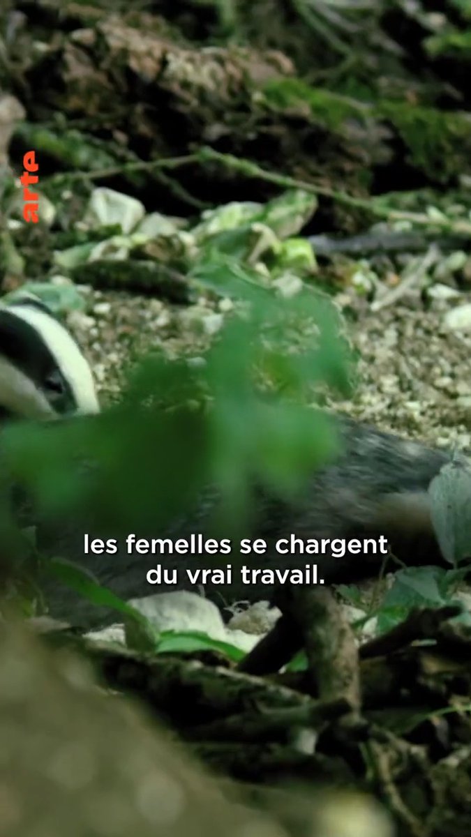 En cette journée mondiale des blaireaux, on pense à toutes celles dont le concubin en est un 🦡