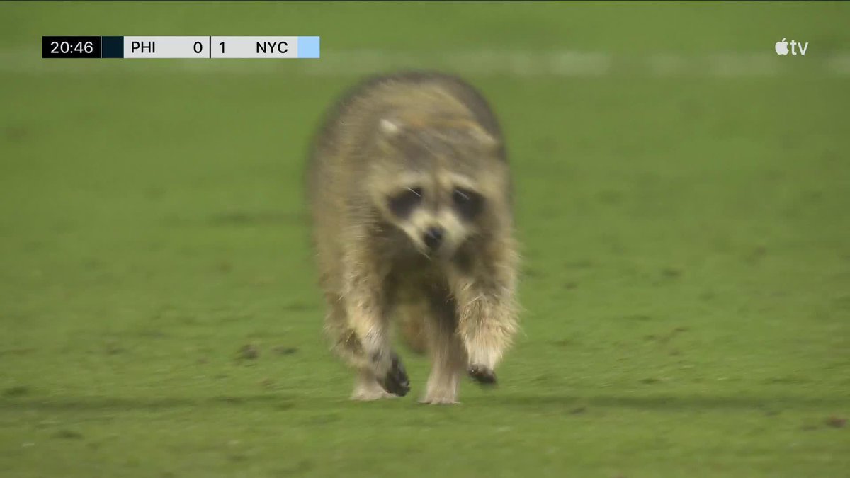 【🦝】MLSでの試合中にアライグマ乱入 メッシ顔負けの4人抜きを見せ観客大盛り上がり