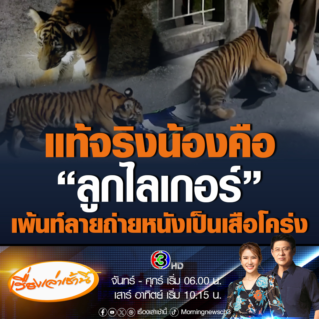 #เรื่องเล่าเช้านี้ เจ้าของยืนยัน น้องไม่ใช่เสือโคร่ง แต่เป็น "ลูกไลเกอร์" เพ้นท์ลายโดยมีกองถ่ายติดต่อขอมาเช่าไปถ่ายหนัง ซึ่งในเรื่องต้องเป็นเสือ จึงมีการเพ้นท์ลายให้เหมือน #ข่าวช่อง3 #ข่าวสังคม #ไลเกอร์เพ้นท์ลาย #ไลเกอร์