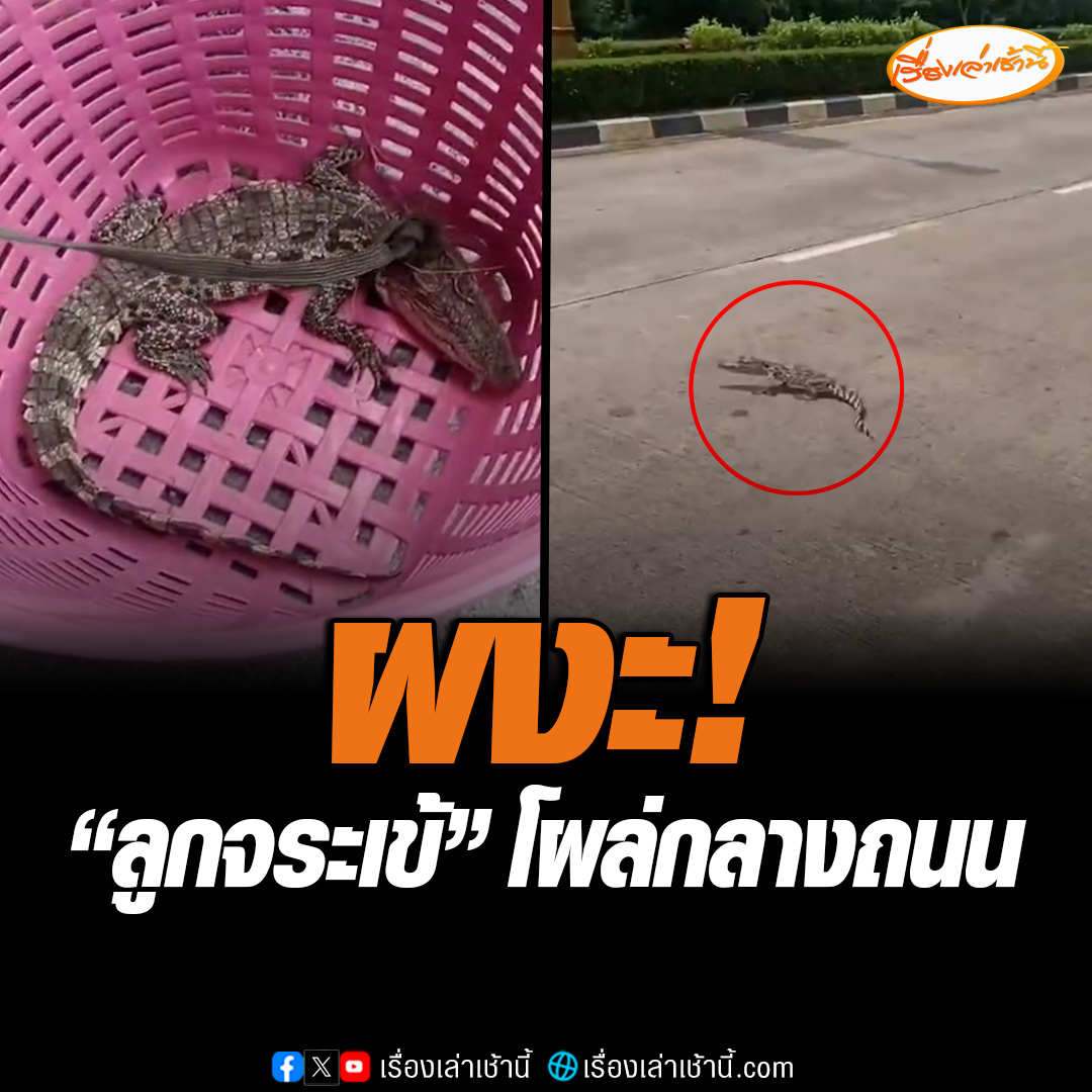 ผงะ ! หญิงเจอ “ลูกจระเข้” โผล่กลางถนนใกล้สี่แยกหมอเปลี่ยน อ.แกลง จ.ระยอง จอดรถใช้ตะกร้าดักจับส่งกู้ภัยหาเจ้าของ ขณะที่เจ้าหน้าที่สำนักงานประมงจังหวัดระยอง เผยต้องตรวจสอบก่อนจระเข้ตัวนี้ที่หลุดออกมาจากฟาร์มหรือเป็นจระเข้ธรรมชาติ #เรื่องเล่าเช้านี้ #ข่าวช่อง3 #ข่าวภูมิภาค #ระยอง