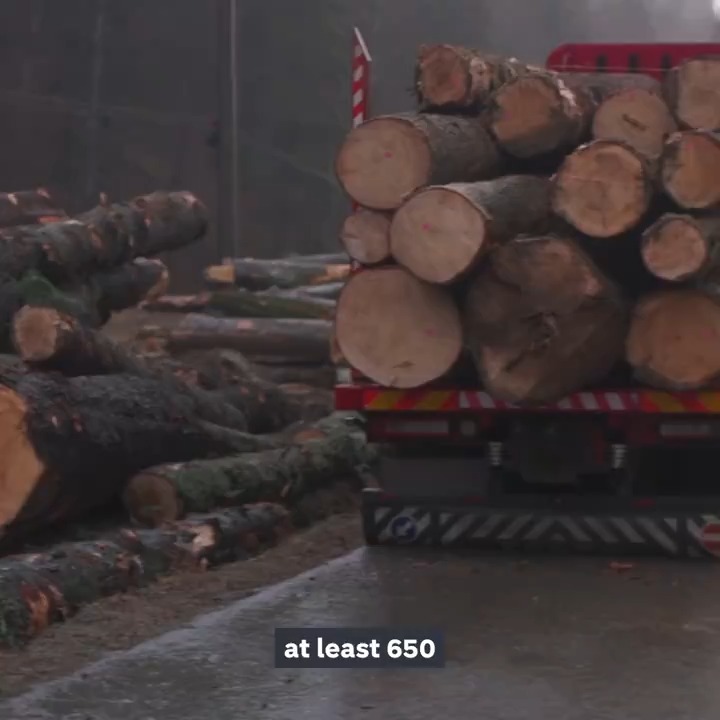 For Unreported World, Amelia Jenne follows the conservationists risking their lives to stop Romania’s illegal logging business.