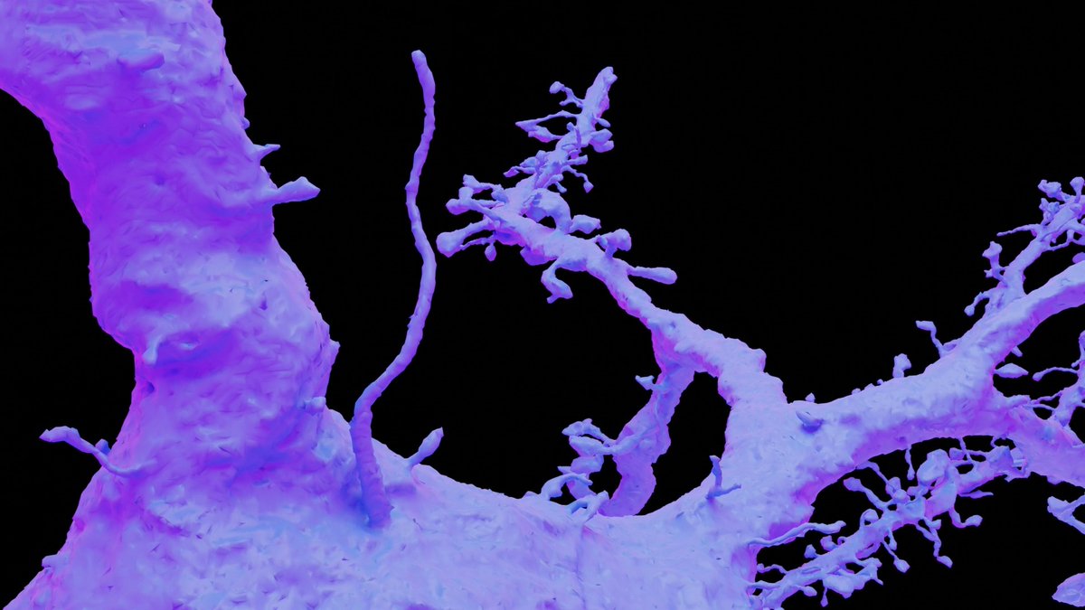 New study in Current Biology gives the most detailed description yet of cilia in the mouse visual cortex. The study was a collaboration including researchers from the Allen Institute HHMI | Janelia, University at Albany, Harvard Medical School, and others.