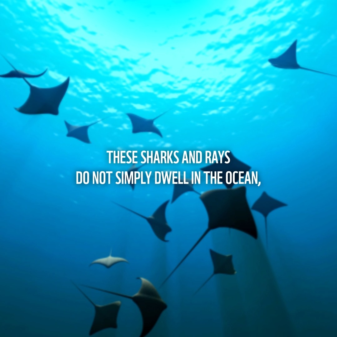 Did you know? One of the main drivers of the loss of oceanic sharks and rays is overfishing. More needs to be done to support sustainable use of our oceans and ensure nature and people live in harmony together for years to come 🦈 RT if you agree!