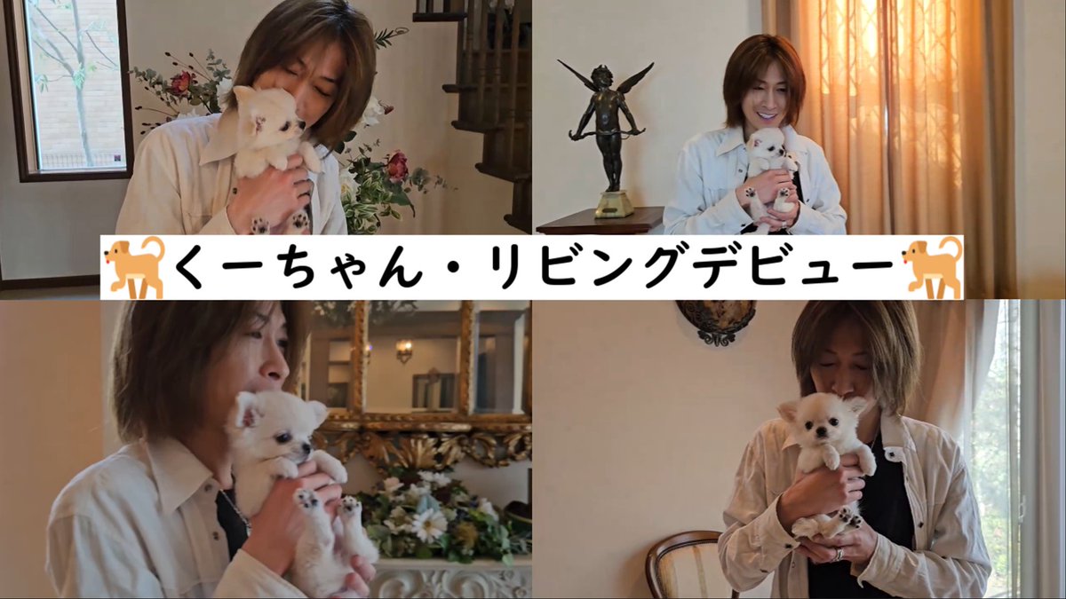 🐶くーちゃん初めてリビングへ🐾 ずっとダイニングキッチンだけで 遊んでた🐶くーちゃん✨🐾 🏚家にも慣れてきたみたいなので これからはリビングでも 楽しく遊ぼうね🐾(*´∀｀*)~✨🐶 #チワワのくーちゃん