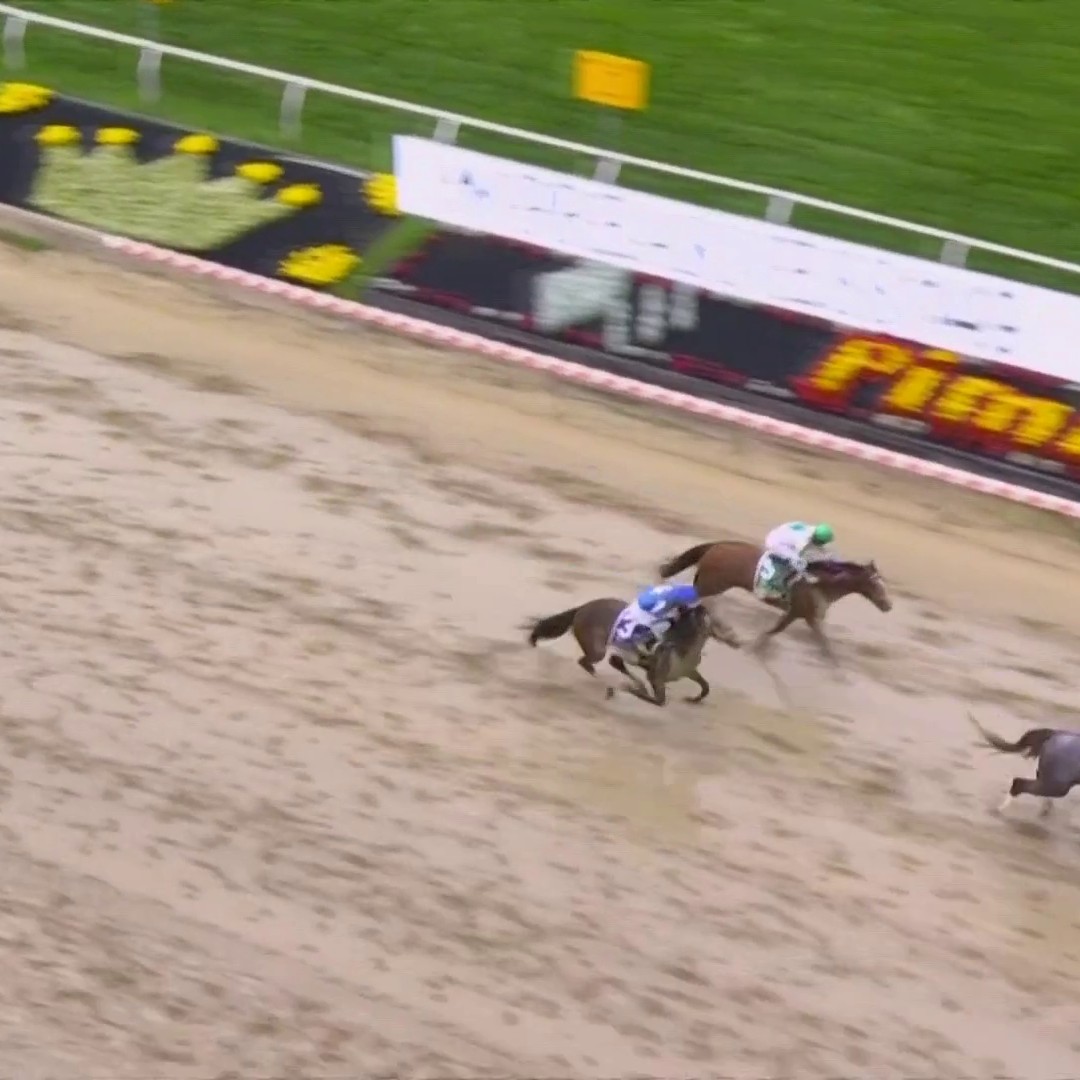Seize The Grey WINS the 149th Preakness Stakes! 🌻