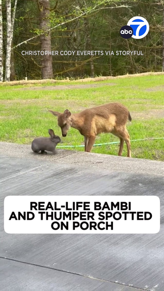 A homeowner in Oregon was treated to an adorable sight when a real-life Bambi and Thumper paid his backyard a special visit. 😍🐰🦌