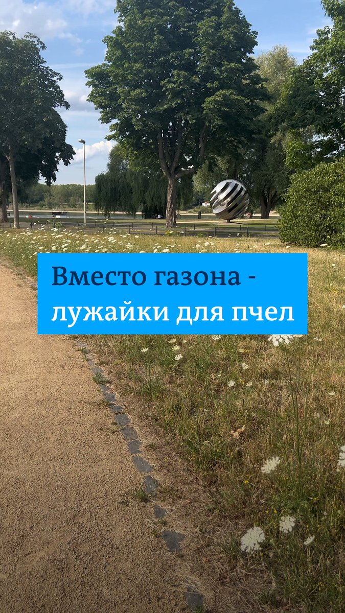 В немецких городах часто можно увидеть будто забытые лужайки, заросшие "сорняками" 🌾 Но это так и задумано: пчелы любят луговые растения, а вот газон - нет. Так немцы пытаются помочь пчелам: главные насекомые-опылители вымирают. Во Всемирный день пчел повторяем наше видео