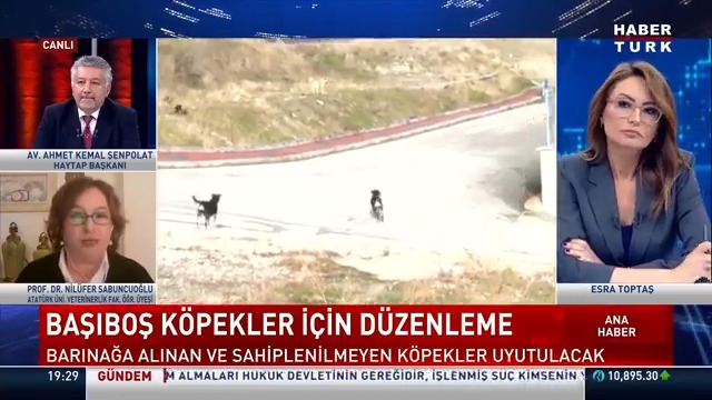 Başıboş köpekler için düzenleme... Başıboş köpek düzenlemesi sokağı nasıl güvenli yapacak? Prof. Dr. Prof.Dr. Nilüfer Sabuncuoğlu #AnaHaber'de Esra Toptaş'a değerlendirdi.